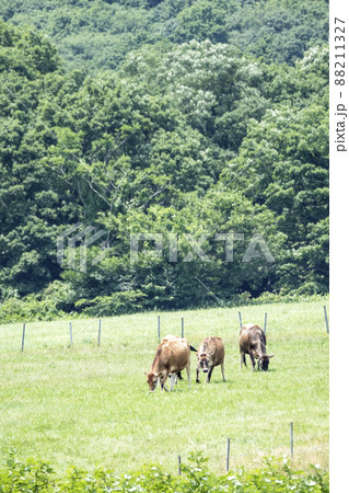 蒜山高原 ジャージー牛 丑年 蒜山高原 ジャージー牛 丑年 88211327