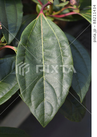 Davids viburnum 88211434