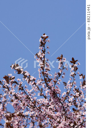 Black Cherry Plum 88211441