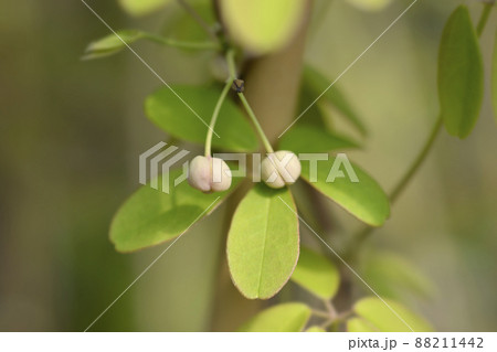 Five-leaf akebia 88211442