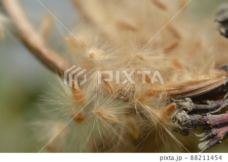 Common oleander Common oleander 88211454