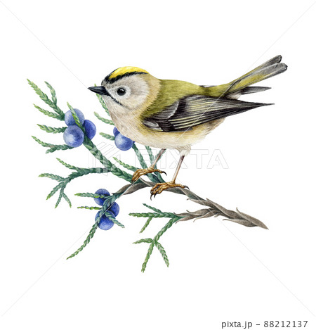 Small forest bird on juniper branch. Watercolor illustration. Hand drawn realistic small kinglet songbird. Regulus regulus illustration. Tiny golden-crowned kinglet on white background Small forest bird on juniper branch. Watercolor illustration. Hand drawn realistic small kinglet songbird. Regulus regulus illustration. Tiny golden-crowned kinglet on white background 88212137