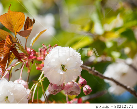 比叡山の桜 比叡山の桜 88212373
