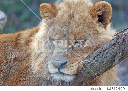 ライオン 88212400