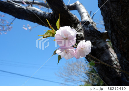 伊豆大島の桜 伊豆大島の桜 88212410