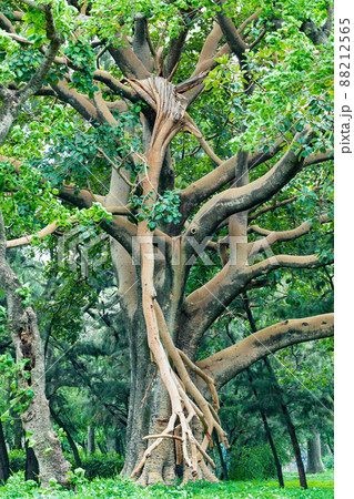 Majestic green tree in city park Hawassa, Ethiopia Majestic green tree in city park Hawassa, Ethiopia 88212565