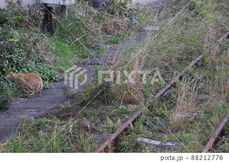 線路のそばで歩き回る駅に住みつく野良猫 線路のそばで歩き回る駅に住みつく野良猫 88212776