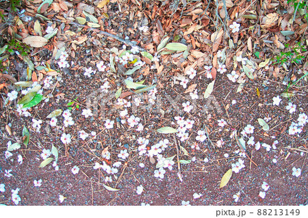 桜の花びら 88213149