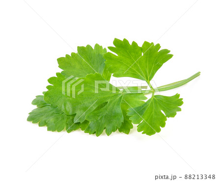 Chinese Celery isolated on white background Chinese Celery isolated on white background 88213348