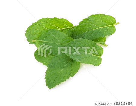 Mint leaves isolated on white background. 88213384