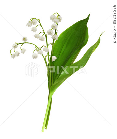 Bouquet of lily of the valley flowers and leaves isolated 88213526
