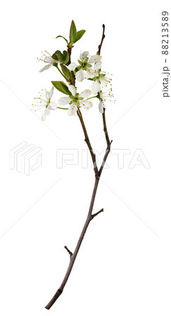 Spring twig with small green leaves and buds of flowers isolated on white Spring twig with small green leaves and buds of flowers isolated on white 88213589