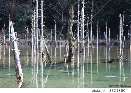 蒼霧鯉池　一ノ俣桜公園　山口県下関市 88213604