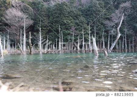 蒼霧鯉池 一ノ俣桜公園 山口県下関市 蒼霧鯉池 一ノ俣桜公園 山口県下関市 88213605