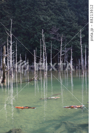 蒼霧鯉池　一ノ俣桜公園　山口県下関市 88213612