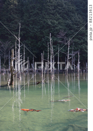 蒼霧鯉池　一ノ俣桜公園　山口県下関市 88213613
