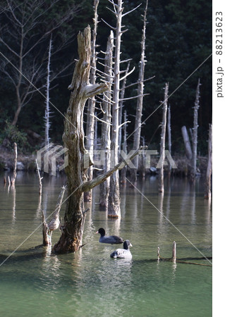 蒼霧鯉池　一ノ俣桜公園　山口県下関市 88213623