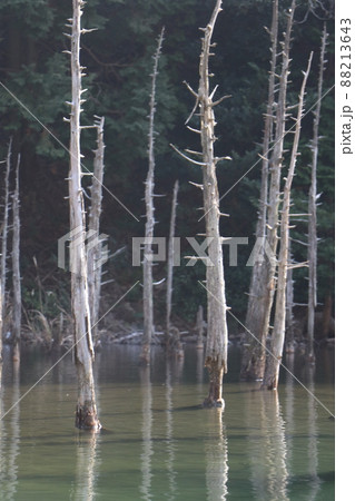 蒼霧鯉池 一ノ俣桜公園 山口県下関市 蒼霧鯉池 一ノ俣桜公園 山口県下関市 88213643