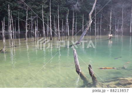 蒼霧鯉池 一ノ俣桜公園 山口県下関市 蒼霧鯉池 一ノ俣桜公園 山口県下関市 88213657