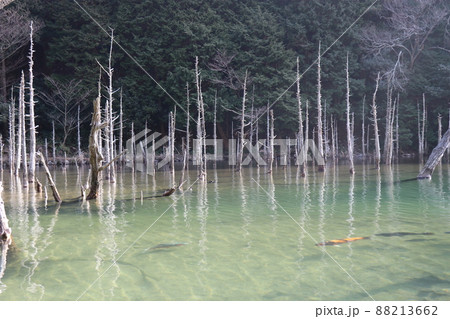 蒼霧鯉池 一ノ俣桜公園 山口県下関市 蒼霧鯉池 一ノ俣桜公園 山口県下関市 88213662