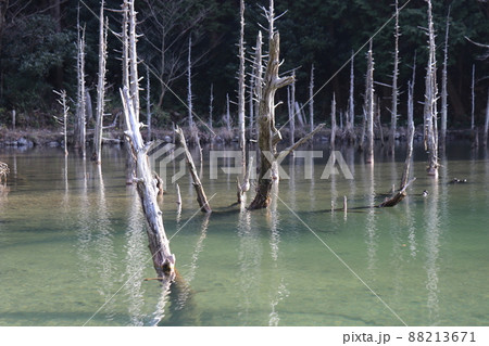 蒼霧鯉池　一ノ俣桜公園　山口県下関市 88213671