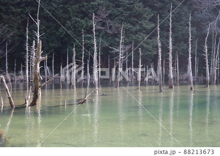 蒼霧鯉池　一ノ俣桜公園　山口県下関市 88213673