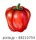 Red pepper on a white background, illustration with mixed media 88213754