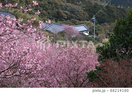 春爛漫の山里　雪割桜　（高知県　須崎市　桑田山） 88214180