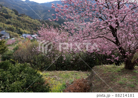 里山に咲く雪割桜 (高知県 須崎市 桑田山) 里山に咲く雪割桜 (高知県 須崎市 桑田山) 88214181