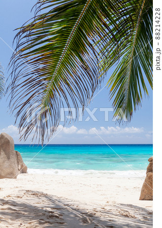 Tropical beach with palm trees 88214228