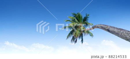 Tropical palm tree 88214533