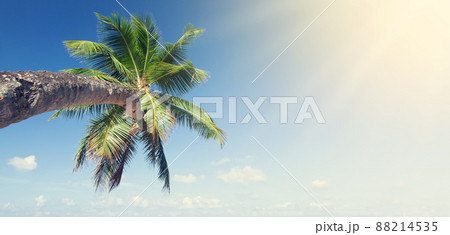 Tropical palm tree Tropical palm tree 88214535