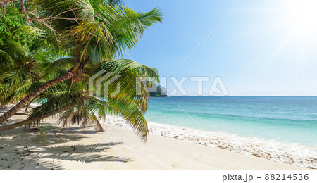 Tropical beach with palm trees Tropical beach with palm trees 88214536