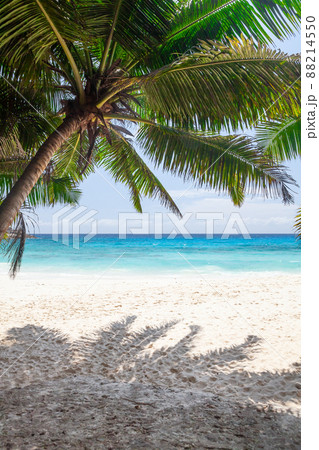 Tropical beach with palm trees Tropical beach with palm trees 88214550