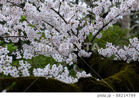おだやかな雰囲気の桜の花 おだやかな雰囲気の桜の花 88214799