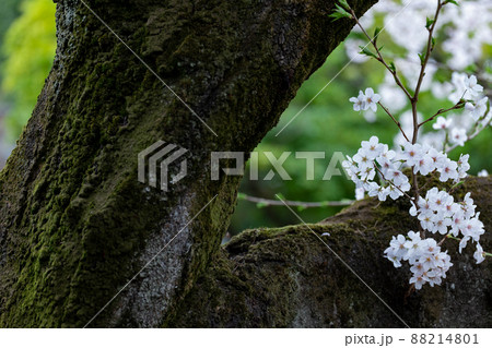 おだやかな雰囲気の桜の花 88214801