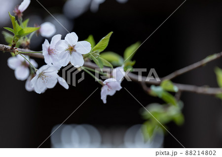 おだやかな雰囲気の桜の花 おだやかな雰囲気の桜の花 88214802