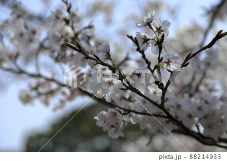 大牟田市 甘木山公園 桜、 大牟田市 甘木山公園 桜、 88214933