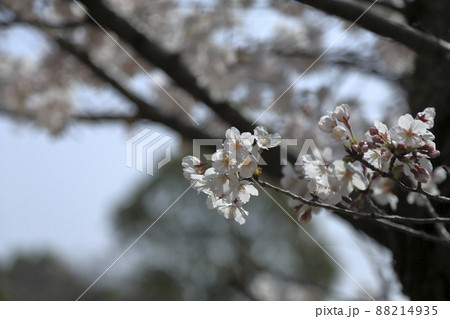 大牟田市 甘木山公園 桜、 大牟田市 甘木山公園 桜、 88214935