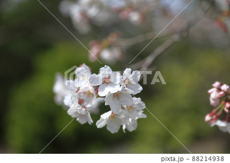 大牟田市 甘木山公園 桜、 大牟田市 甘木山公園 桜、 88214938