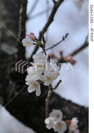 大牟田市 甘木山公園 桜、 大牟田市 甘木山公園 桜、 88214940