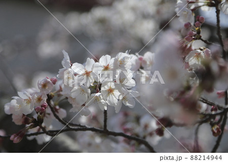 大牟田市 甘木山公園 桜、 大牟田市 甘木山公園 桜、 88214944