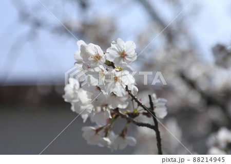 大牟田市 甘木山公園 桜、 大牟田市 甘木山公園 桜、 88214945