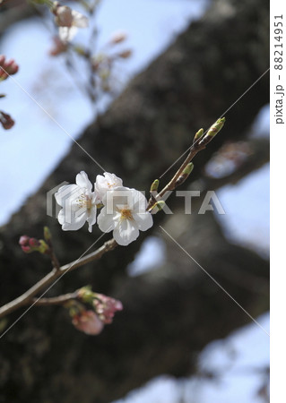 大牟田市　甘木山公園　桜、 88214951