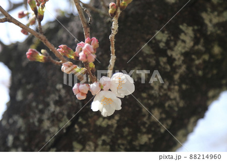 大牟田市 甘木山公園 桜、 大牟田市 甘木山公園 桜、 88214960