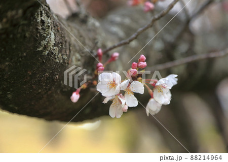 大牟田市 甘木山公園 桜、 大牟田市 甘木山公園 桜、 88214964