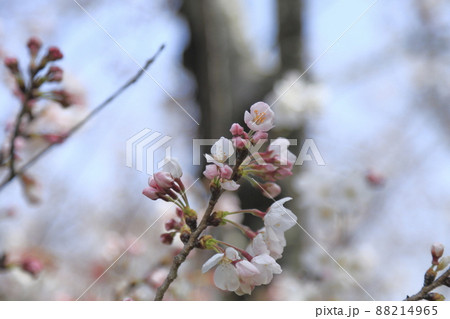 大牟田市 甘木山公園 桜、 大牟田市 甘木山公園 桜、 88214965