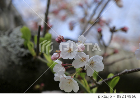 大牟田市 甘木山公園 桜、 大牟田市 甘木山公園 桜、 88214966