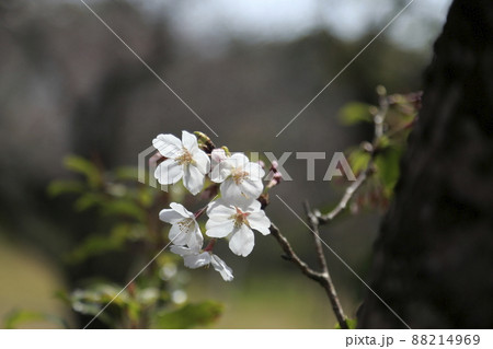 大牟田市 甘木山公園 桜、 大牟田市 甘木山公園 桜、 88214969