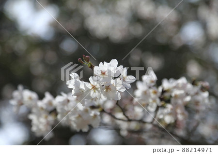 大牟田市 甘木山公園 桜、 大牟田市 甘木山公園 桜、 88214971